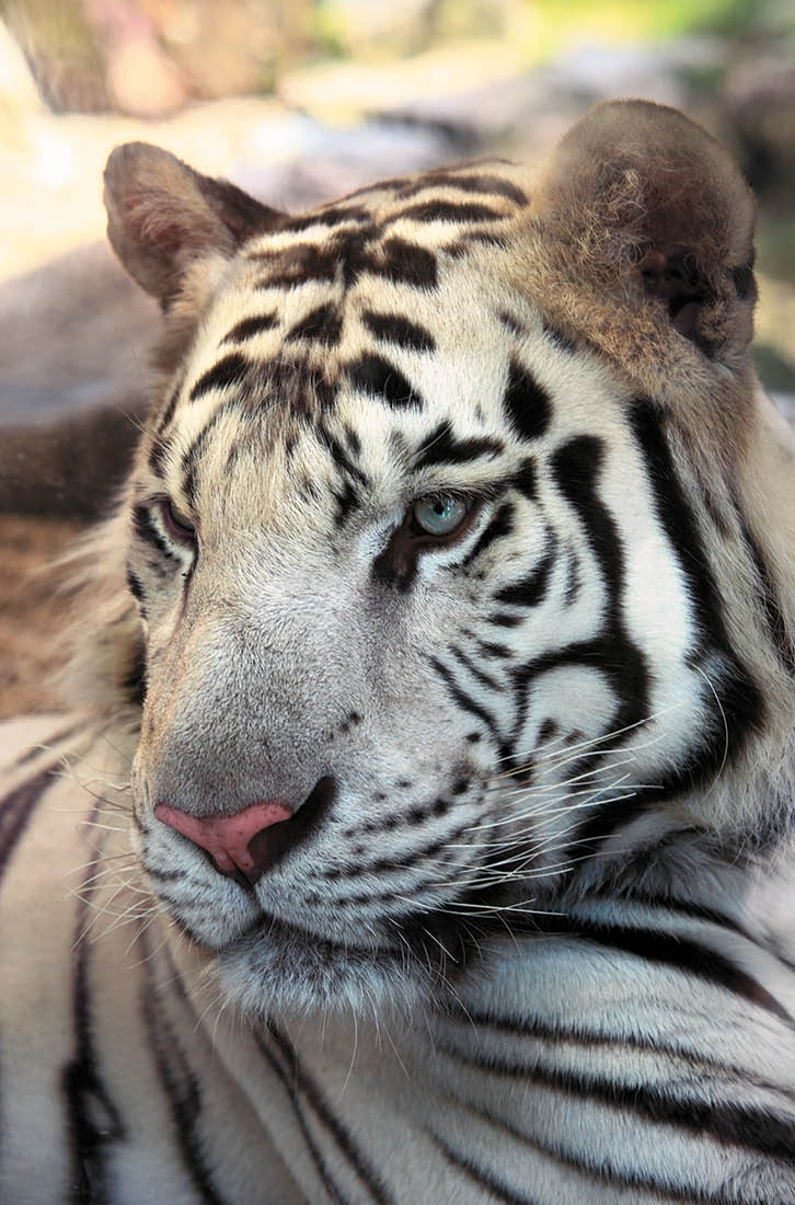 Fotografoval: Libor Svacek, Kaplicka 447, Cesky Krumlov, 381 01 CZ