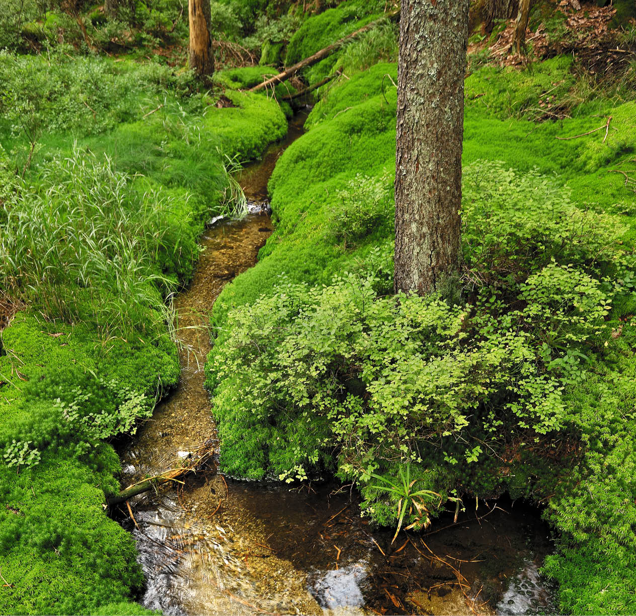 Kniha “VLTAVA - Libor Svacek" - vydani 1., rok 2011 Photographer: Libor Svacek; box@fotosvacek.cz; Mobile: +420 602428001; 