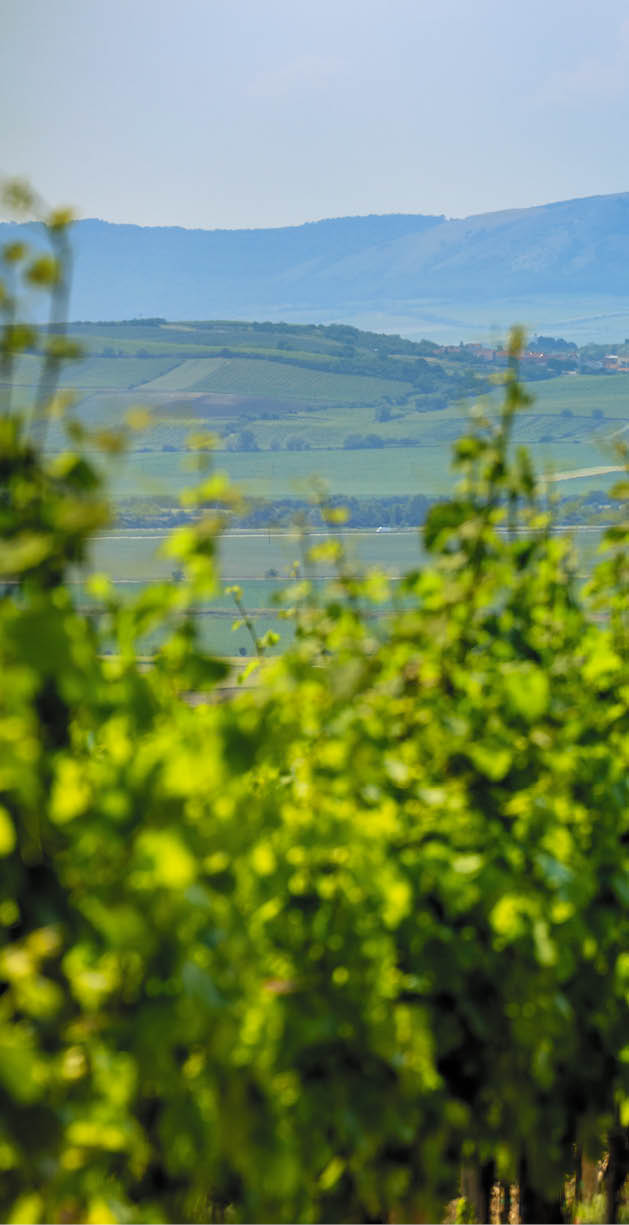 Kniha “MORAVA BEST - Libor Sv ek" - 1. vyd n  2018/2019 Photographer: Libor Svacek; box@fotosvacek.cz; Mobile: +420 602428001; 