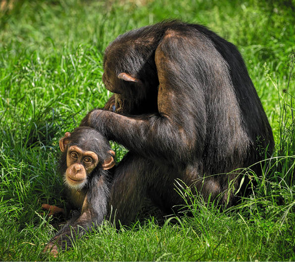 Kniha “OSTRAVA - Libor Sv ek" - 2. vyd n  2025 Vydavatelstv  MCU